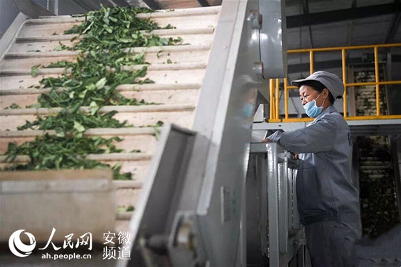 创新助力茶产业：揉捻机在茶叶加工中的应用与发展