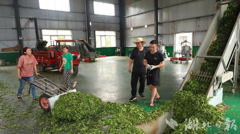 绿茶加工生产线